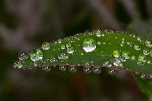 droplets of water on tiny green leaf