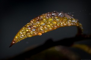 droplets of water on tiny yellow brown leaf