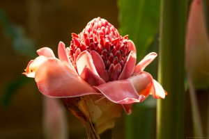 large pink succulent flower