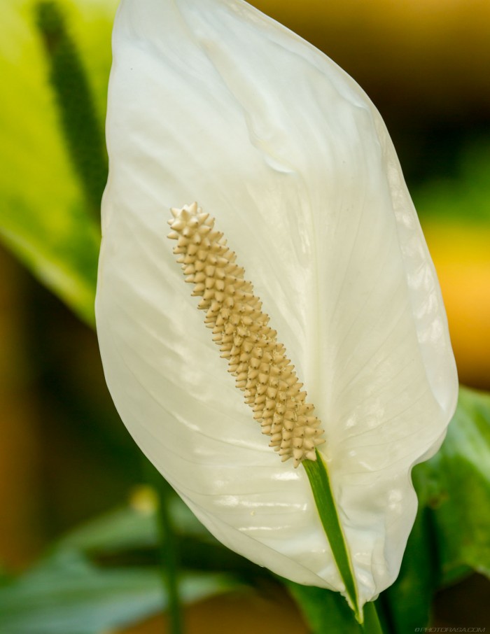 large white leaf sepal and stamen - Photorasa Free HD Photos
