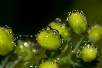 necklace of tiny water droplets on plant buds