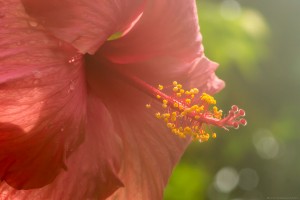 strange exotic pink flower with yellow stamin in steamy conditions