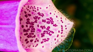 speckled foxglove mouth