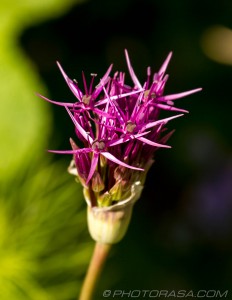 spiky purple budding flower