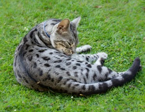 spotted silver pattern on tabby cat