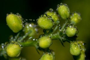 suspended water droplets on tiny plant