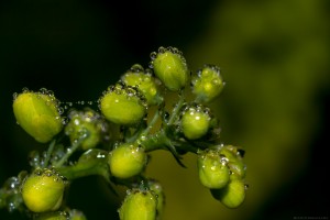 tiny water bubbles on plant buds