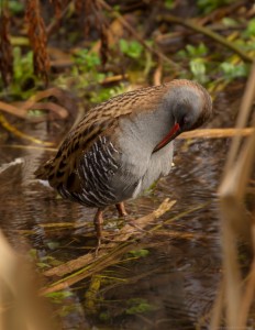 water rail cleaning feathers