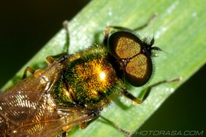 gold fly eyes