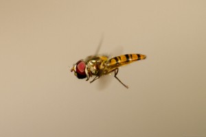 hoverfly hovering