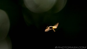 hoverfly in flight
