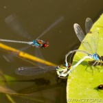 damsel flies attacked while  mating