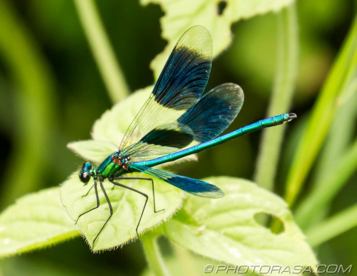 demoiselle with opened wings