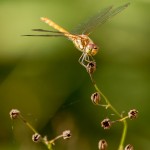 female common darter perched on plant