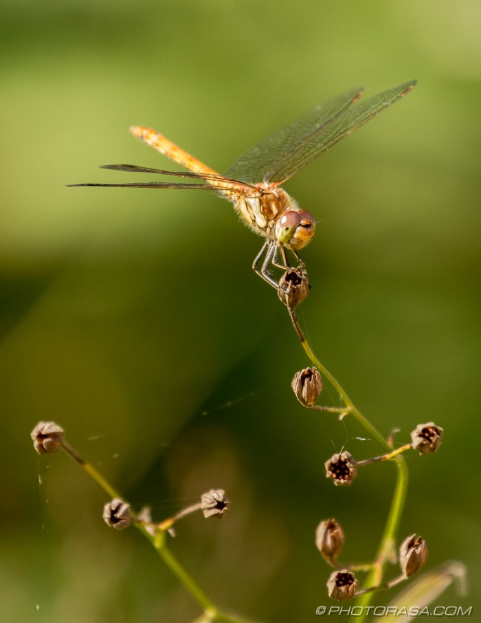 female common darter perched on plant