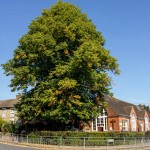 large oak tree outside school