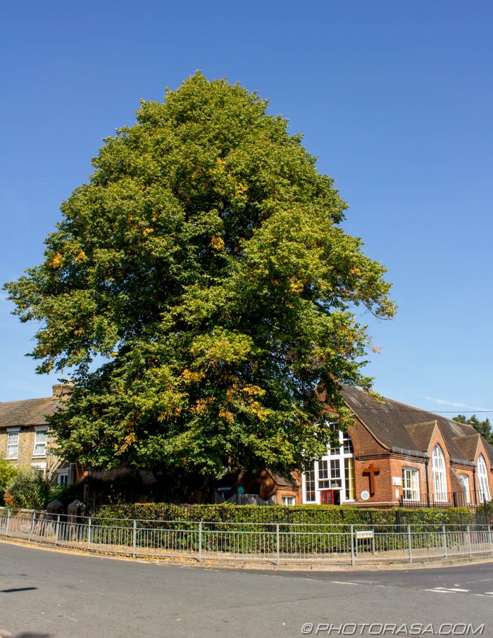 large oak tree outside school