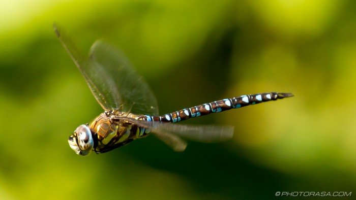 male migrant hawker dragonfly hovering straight winged