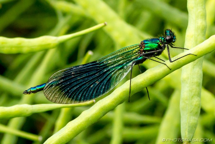 metallic green banded demoiselle