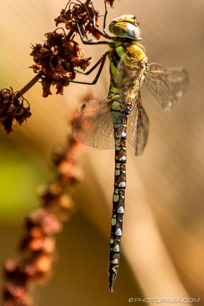 migrant hawker dragonfly