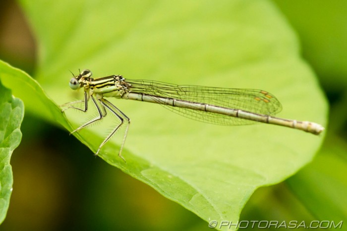 white legged damsel fly