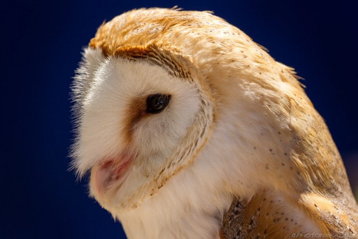 barn owl close up