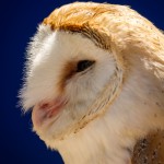 barn owl head close up