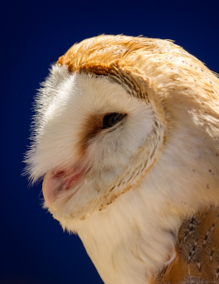 barn owl head close up