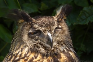 european eagle owl wiith one eye open
