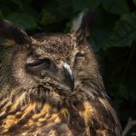 european eagle owl with eyes closed