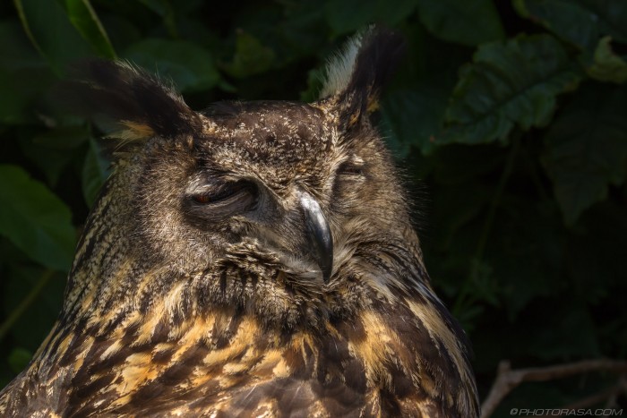european eagle owl with eyes closed