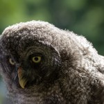 grey fluffy owl