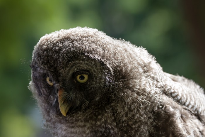grey fluffy owl