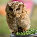juvenile fluffy little owl
