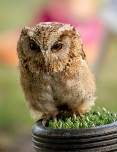 juvenile fluffy little owl