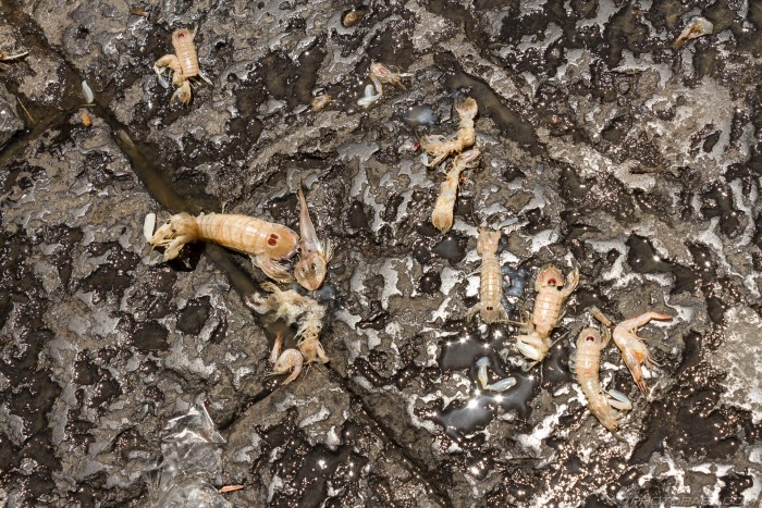 dead shrimp