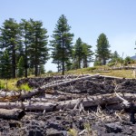 dead tree trunks and lava rock