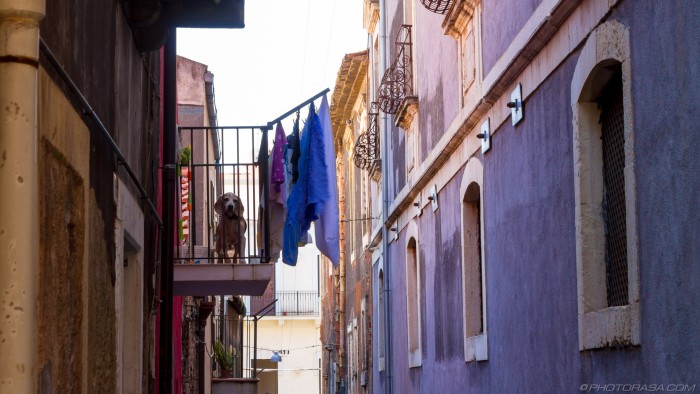 dog on a balcony