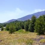 etna trees