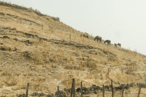 horses on a hillside