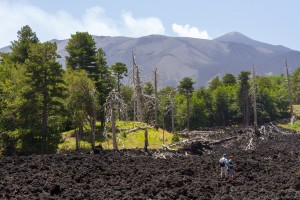 lava rock and petrified trees