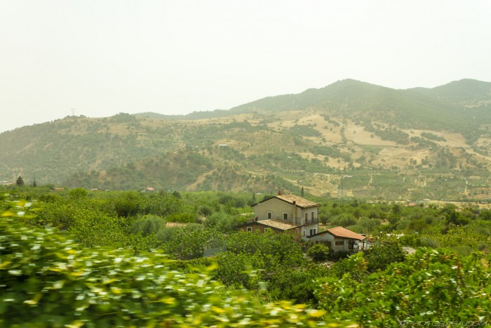 lemon farm