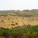 trees sprinkled across a hillside