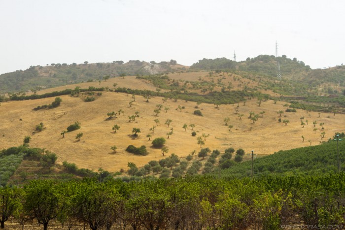 trees sprinkled across a hillside